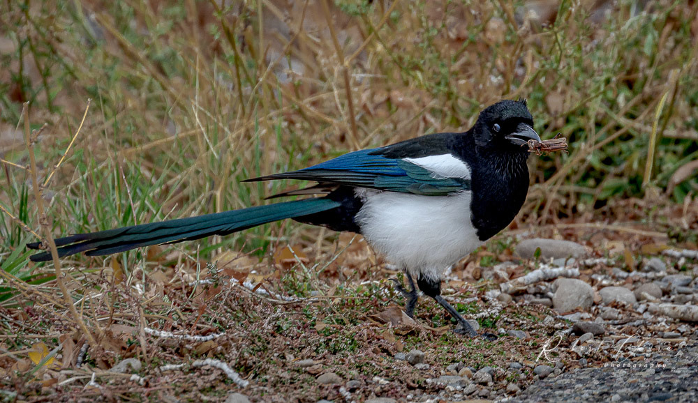Magpie with Grasshopper