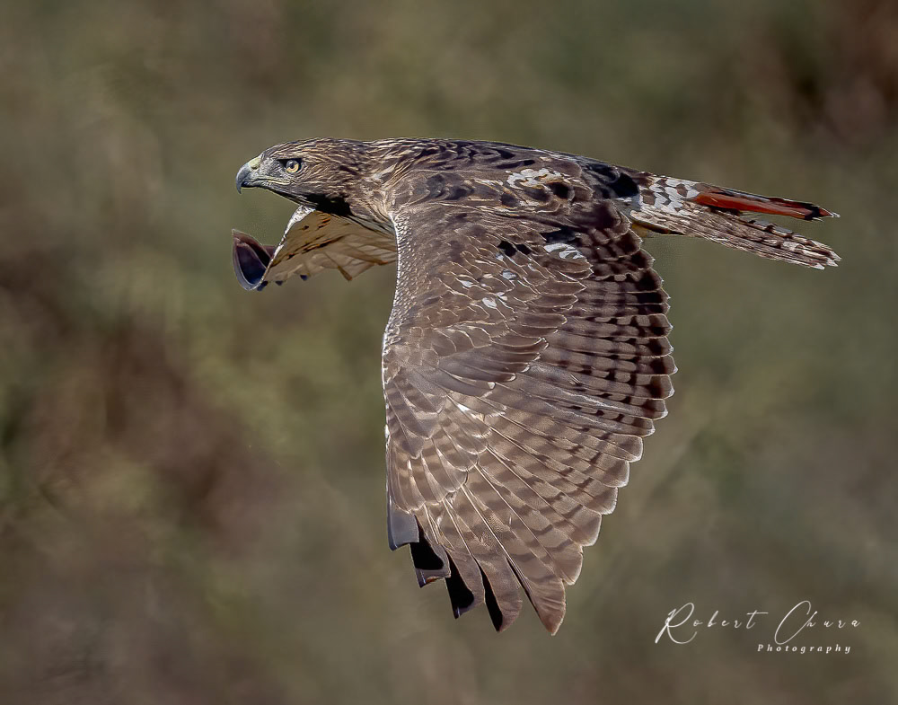 Female Red-Shouldered Hawk