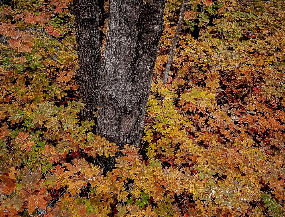 McKitrick Fall Leaves