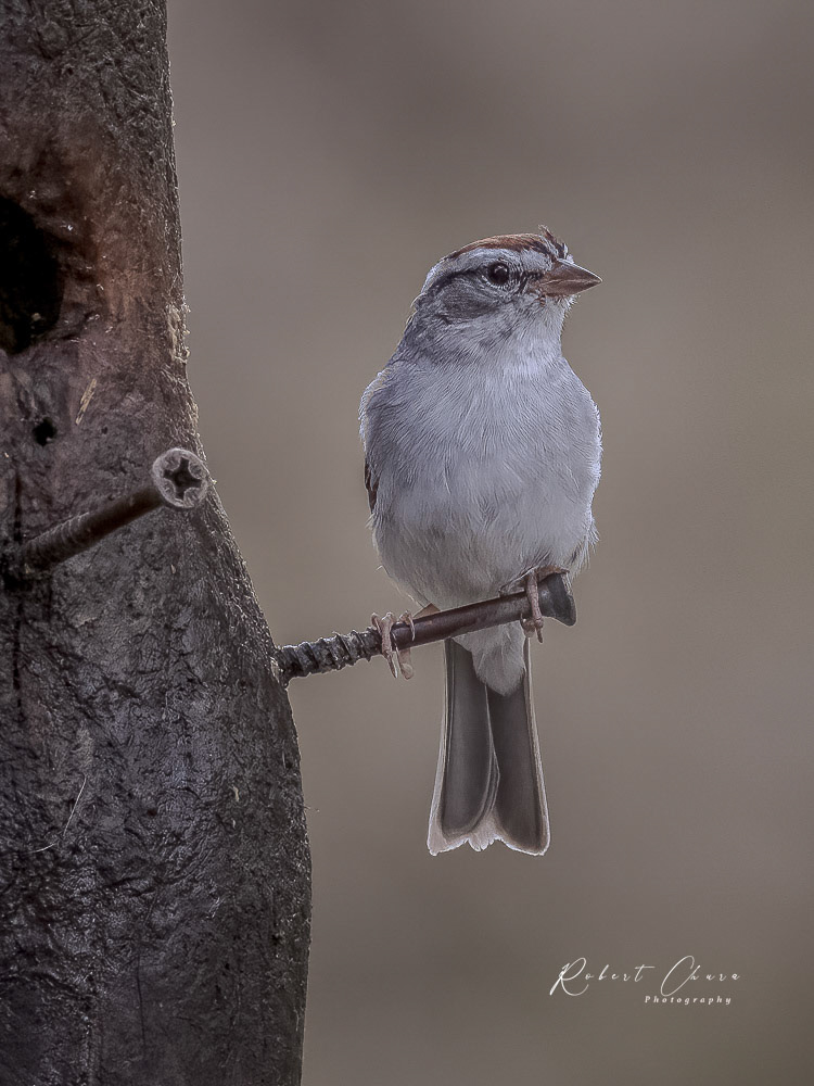 Rufious-winged Sparrow