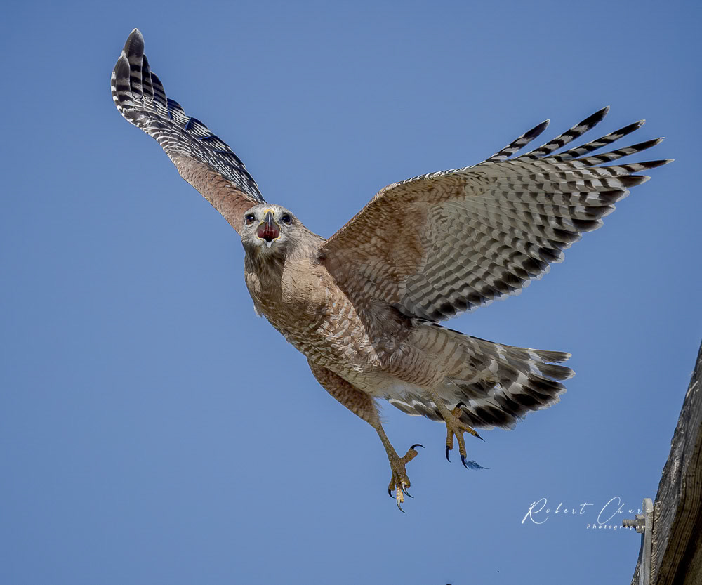 Screaming Red-shouldered Hawk