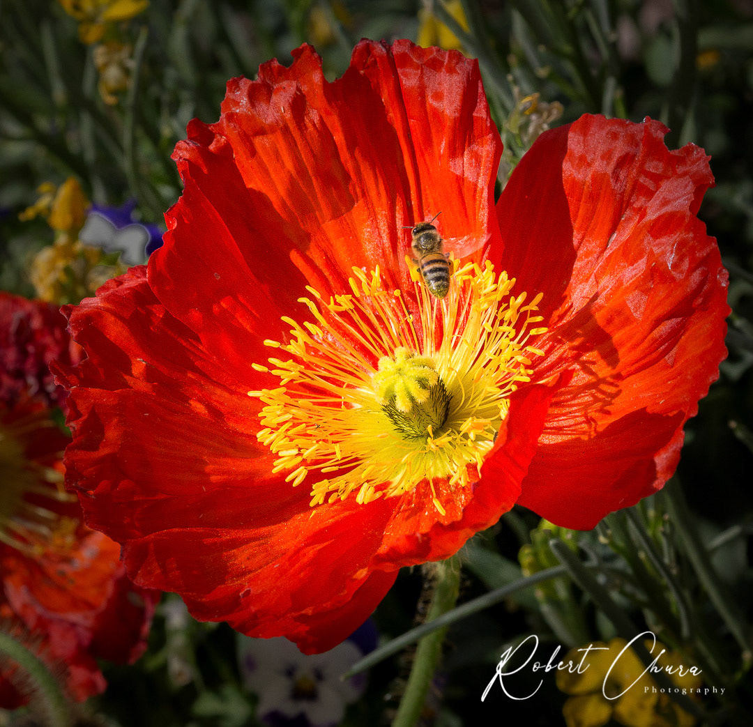 Red Yellow Bee