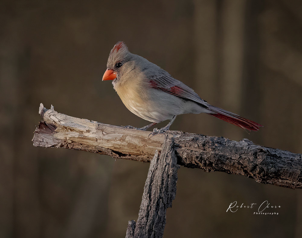 Female Cardinal