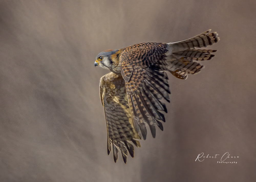 VCDB American Kestrel