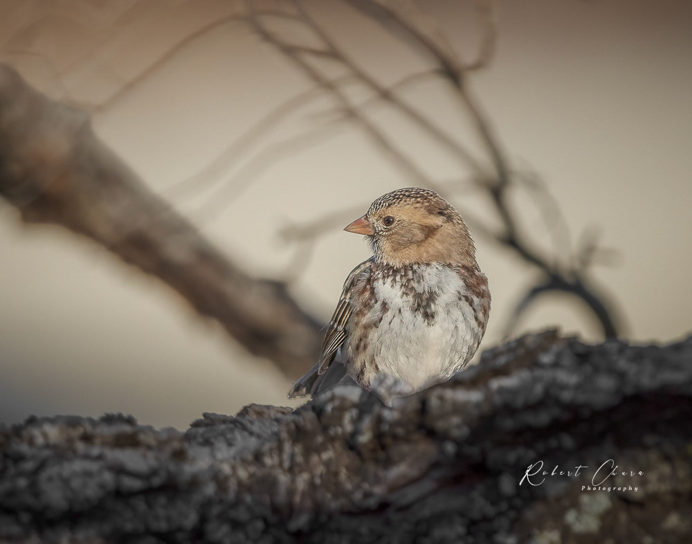Sparrow Resting