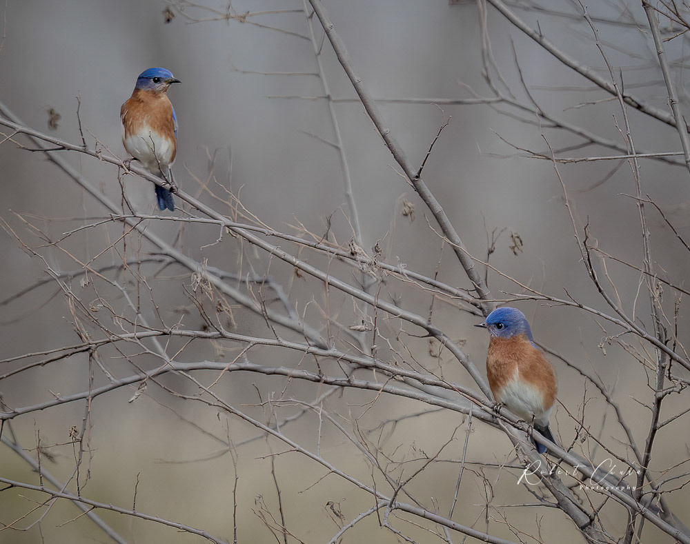 Dispute Amongst the Bluebirds