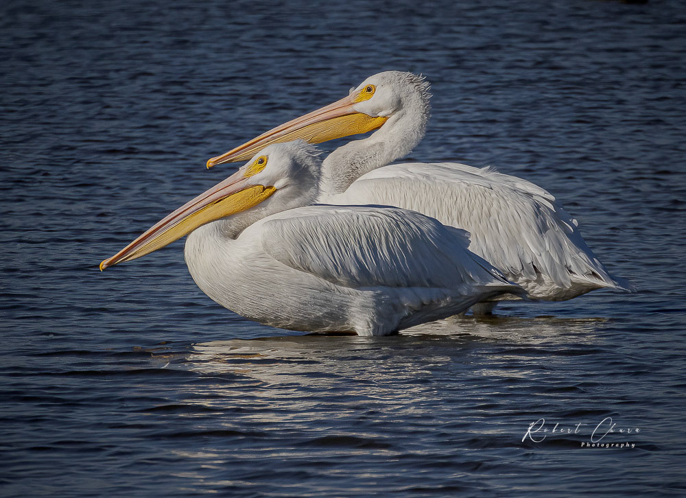Pelican Pair