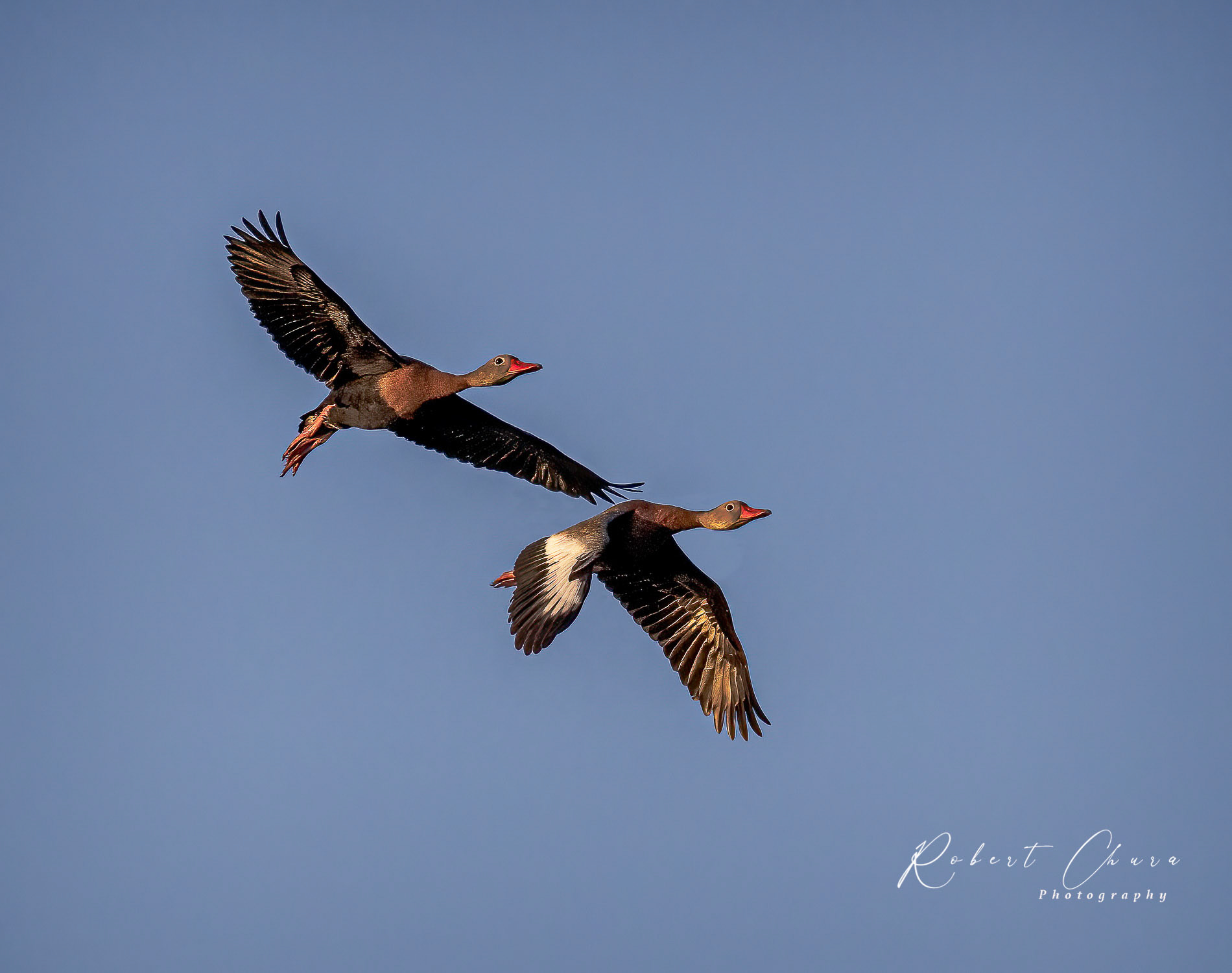 Whistling Duck Flight