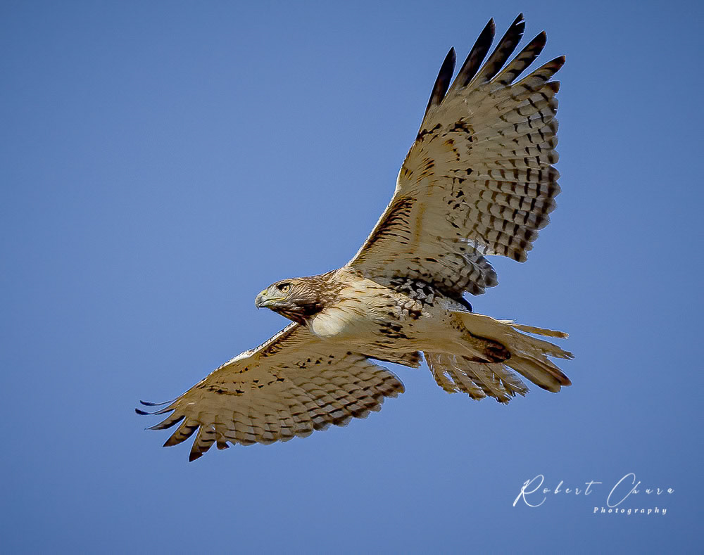 Red-tailed Hawk 3693