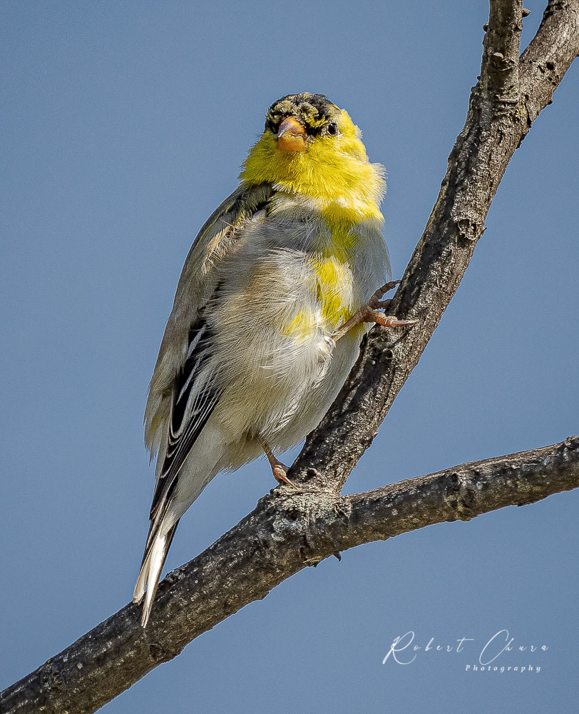American Goldfinch