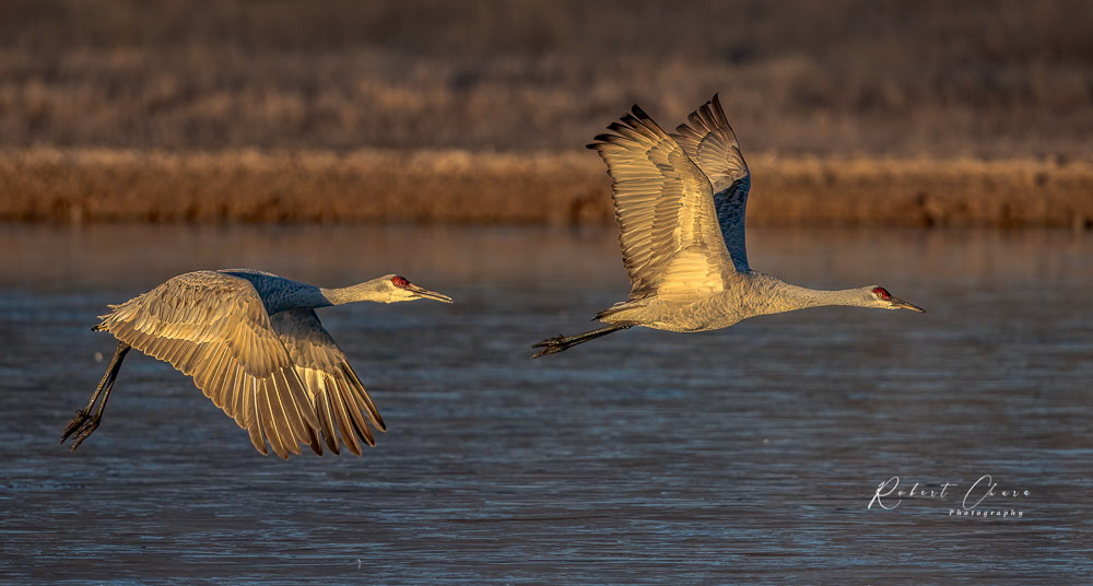 Sandhill Cranes Dou