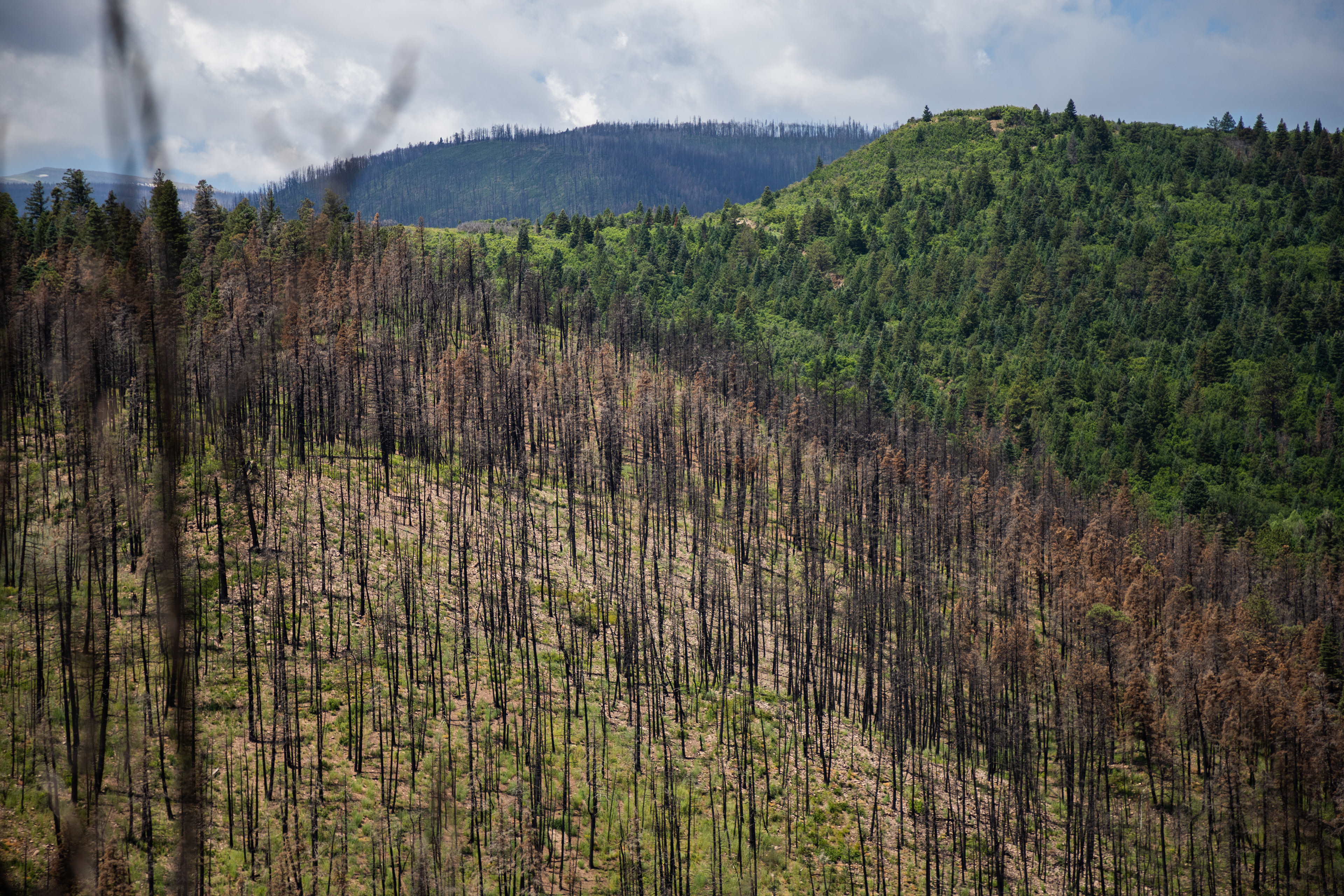  Hermit's Peak/Calf Canyon burn scar, northwest of Mora, N.M - Liam DeBonis/Taos News