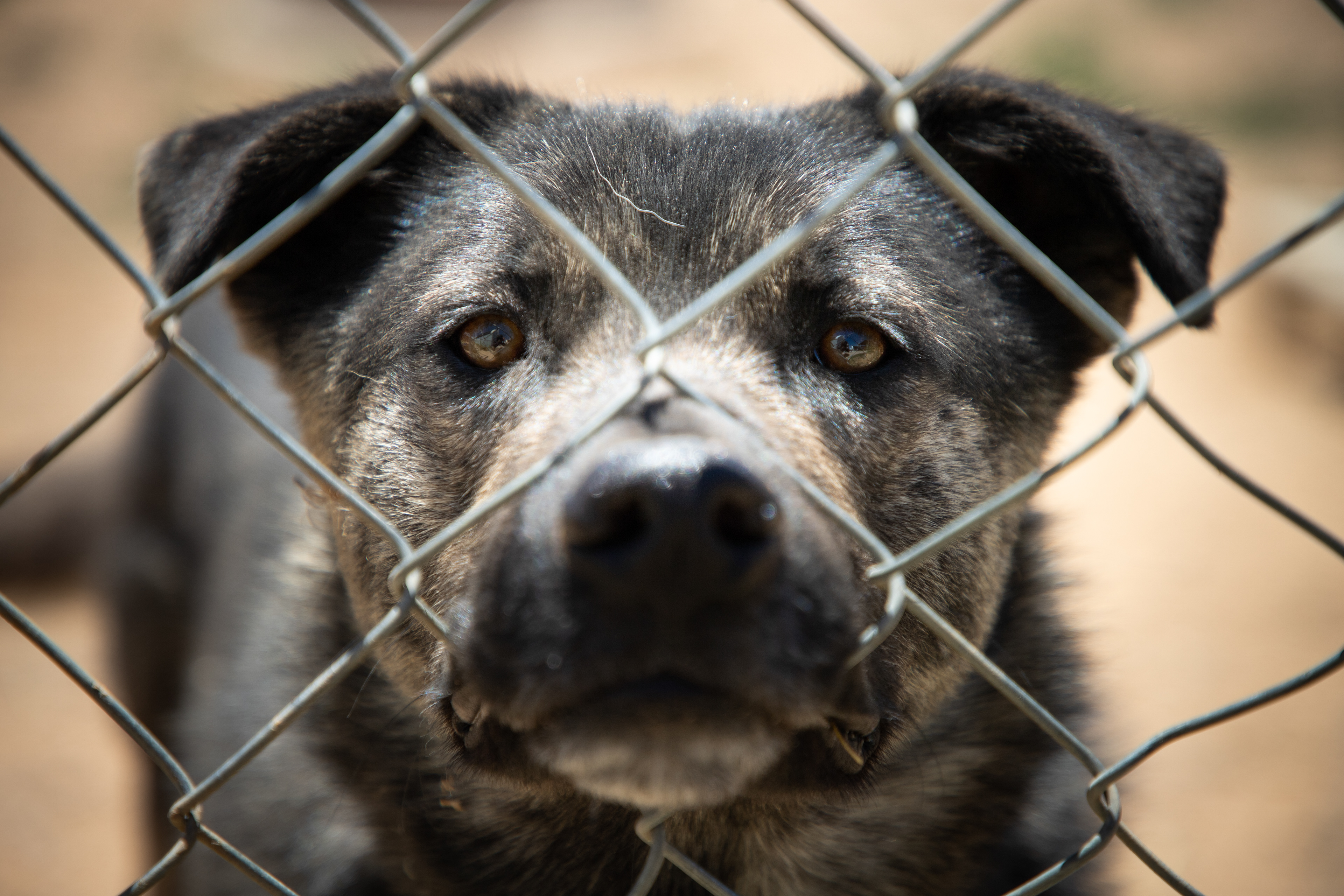 Liam DeBonis/Taos News