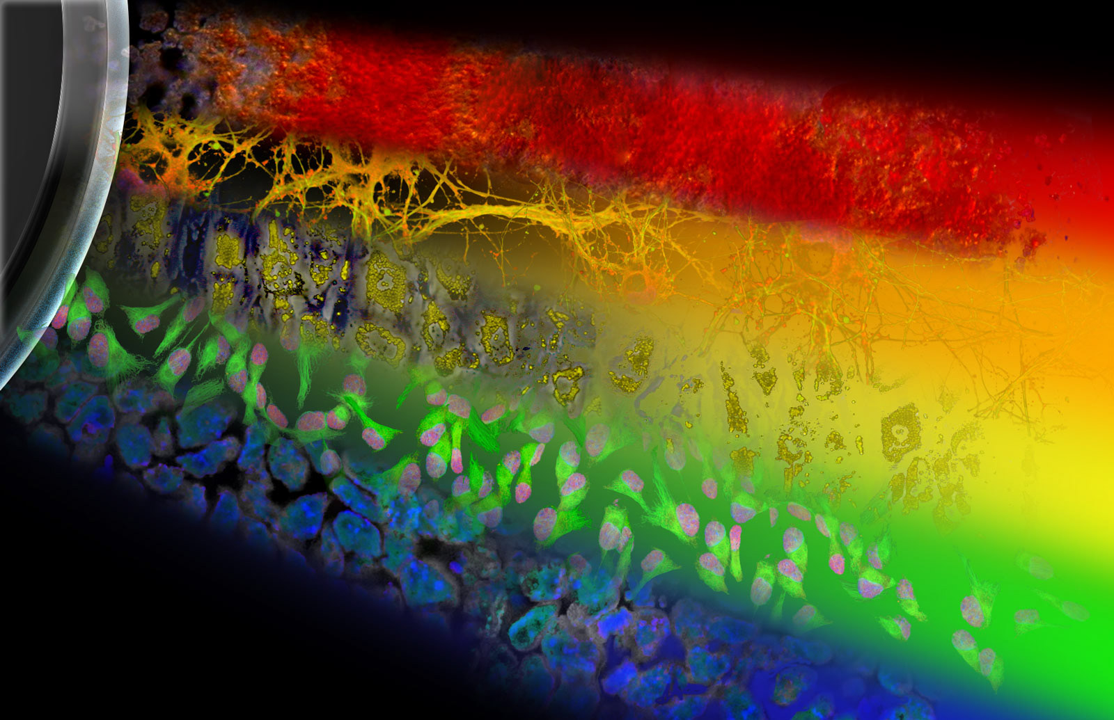 IHC Rainbow - HSC, NSC, MSC, CSC, ESiPS