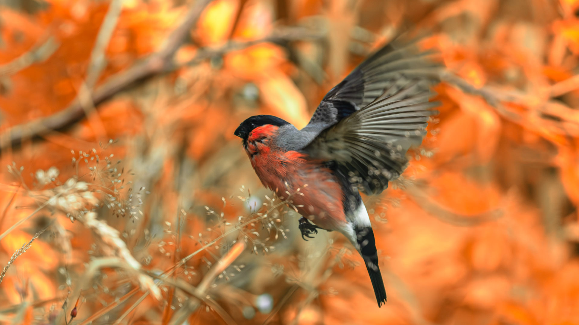 Bullfinch