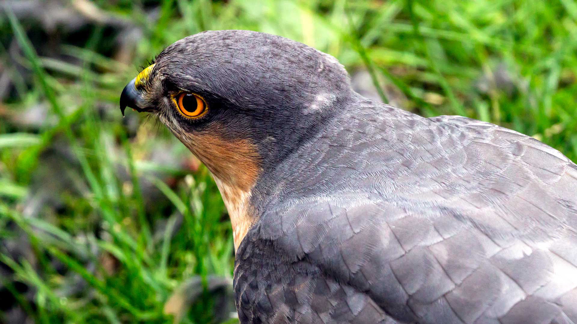 Sparrow Hawk