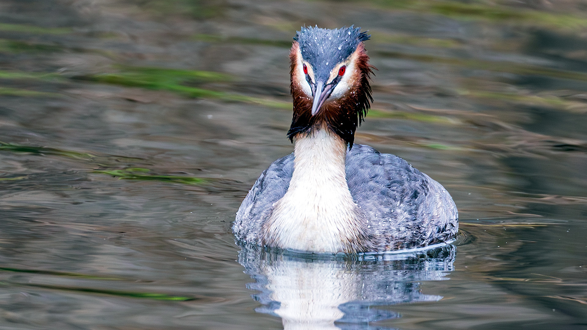 Grebe