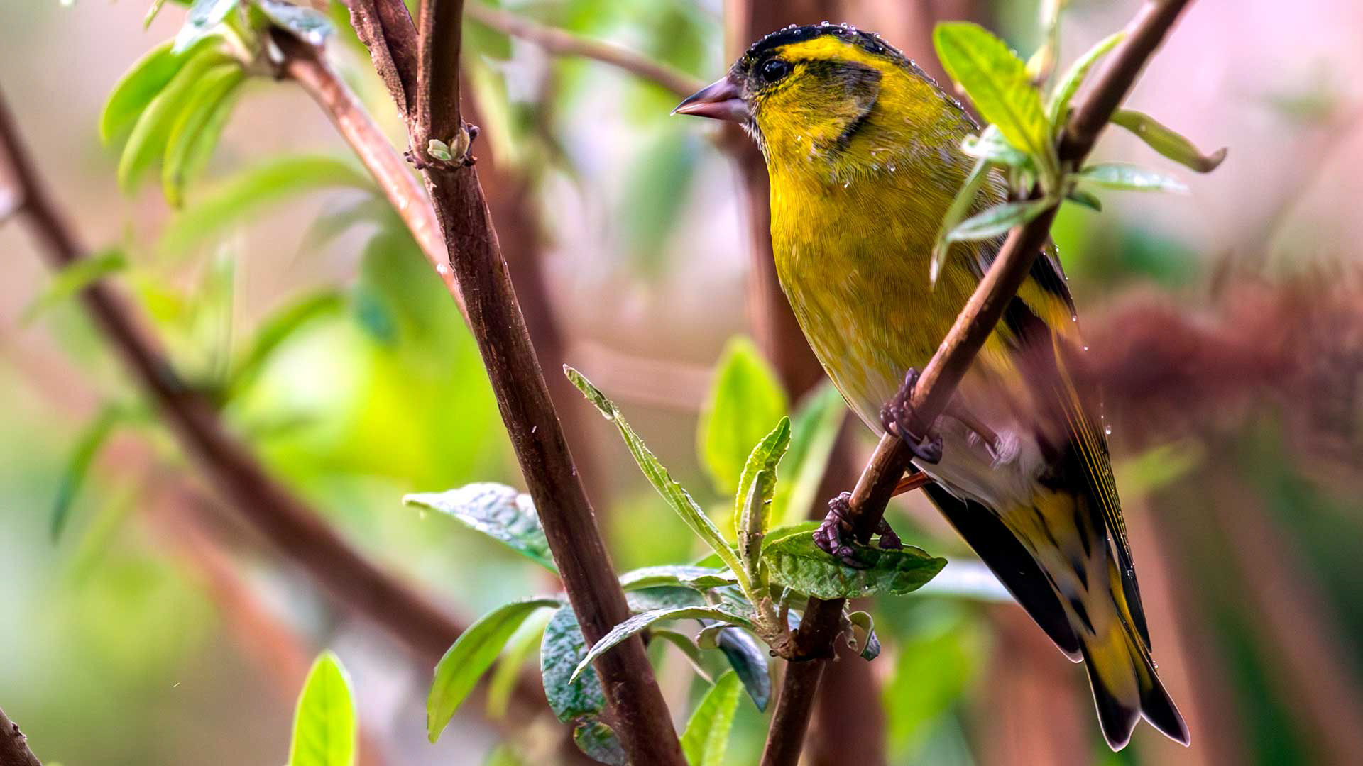 Siskin