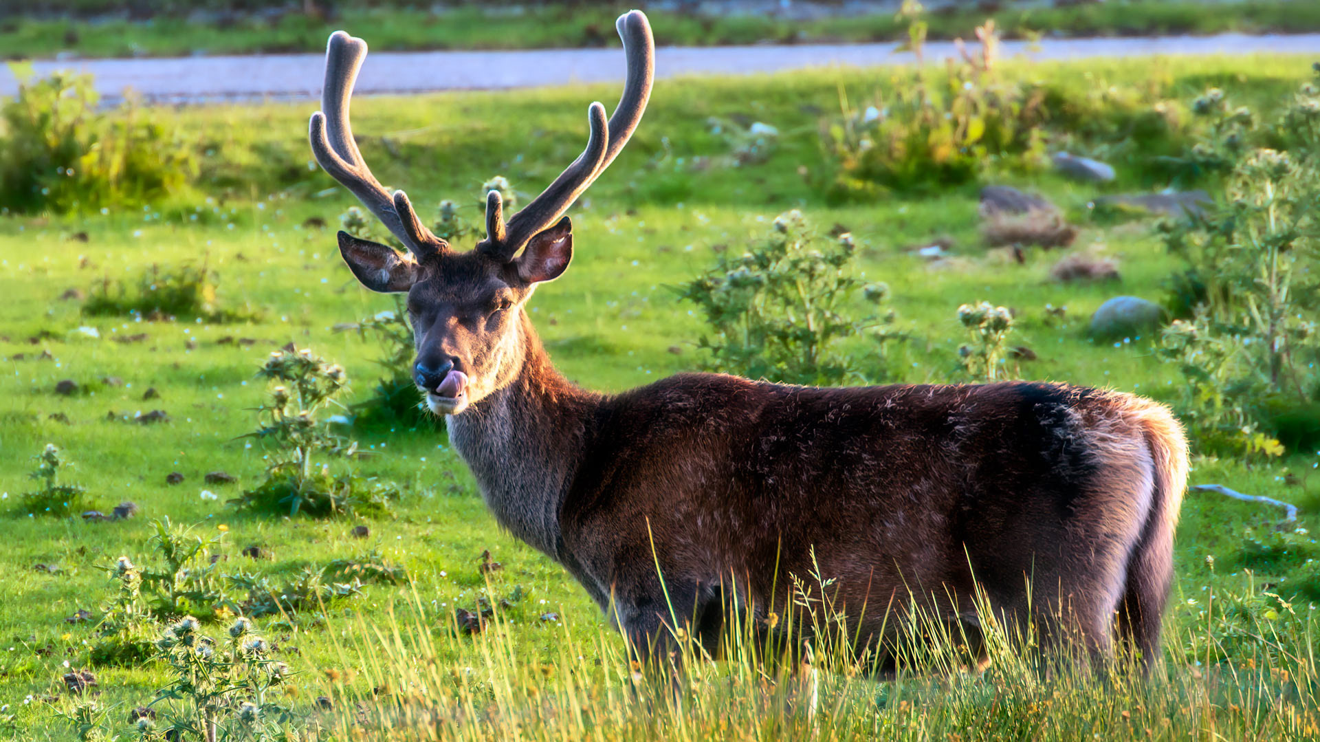 Deer