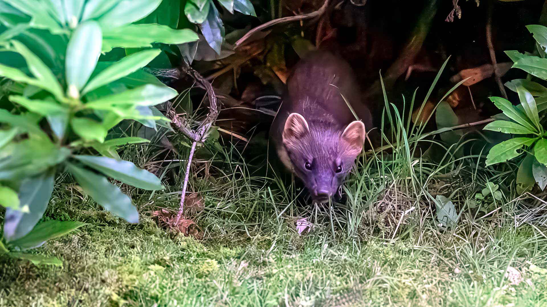 Pine Martin