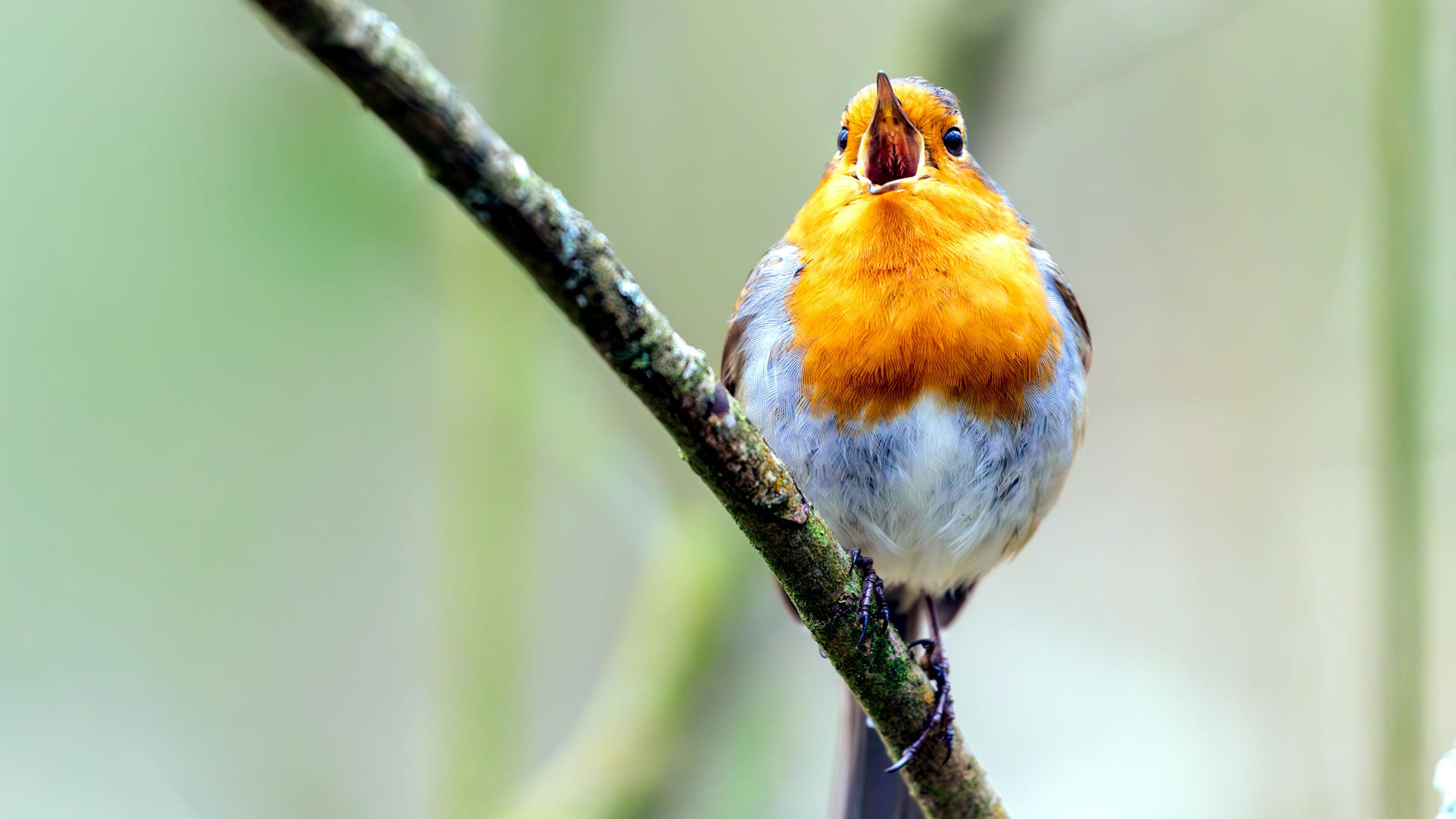 Robin
