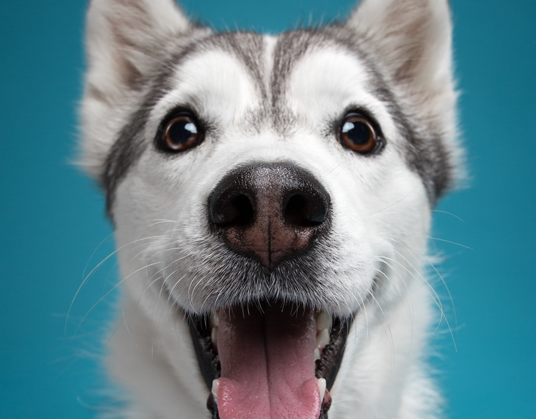 Medical Alert Dogs SA About