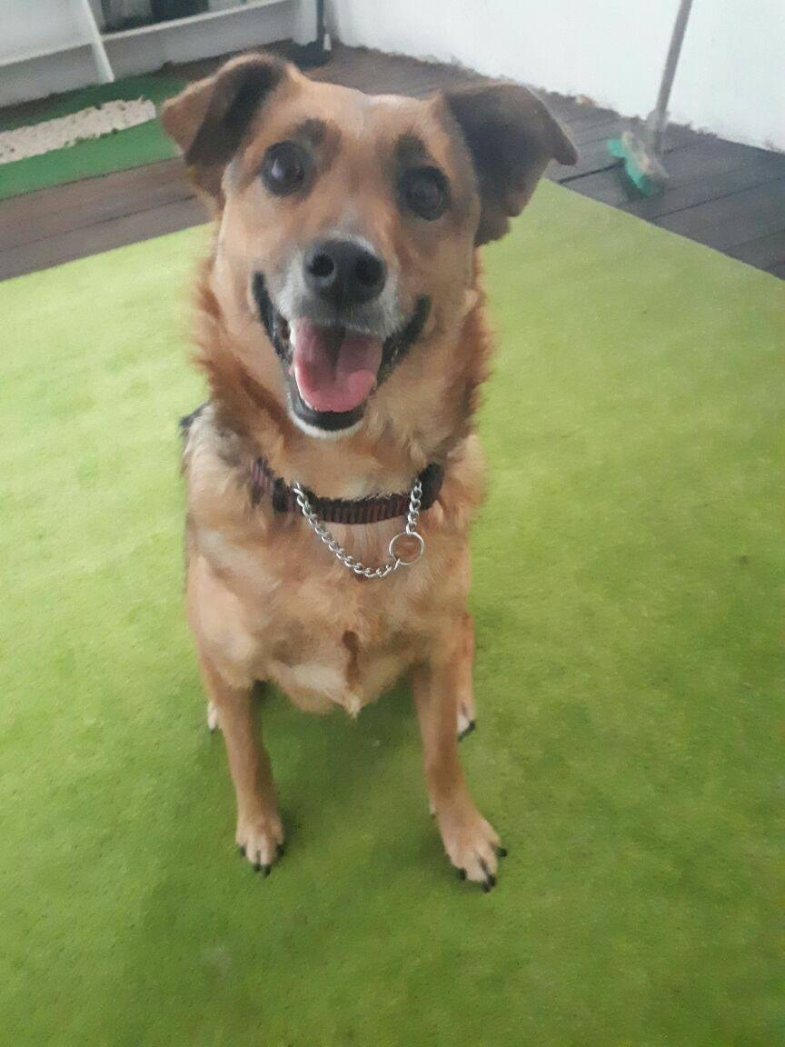 Holly