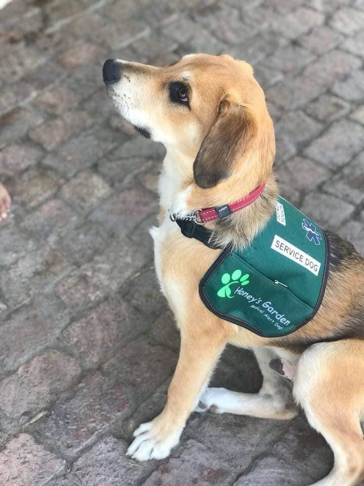 Basil