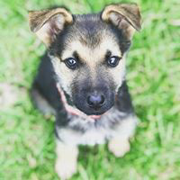 Donating a Puppy When a breeder contacts Honey's Garden For Ability to donate a puppy, they have questions and we have questions. We have a plan to begin the process of doing both. Along with this handout, which we hope will answer your questions, is a question and answer form we need you to complete and return to answer ours.