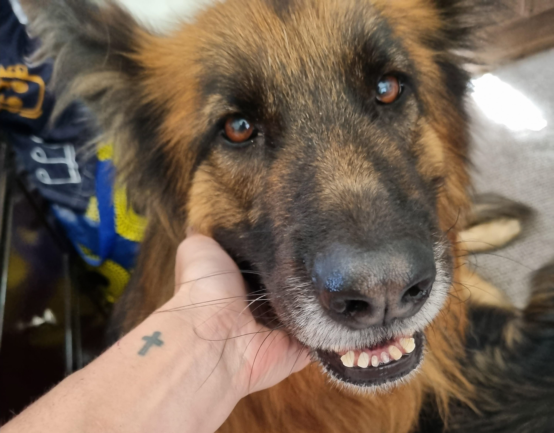 Medical Alert Dogs SA - Seizure Response Dogs