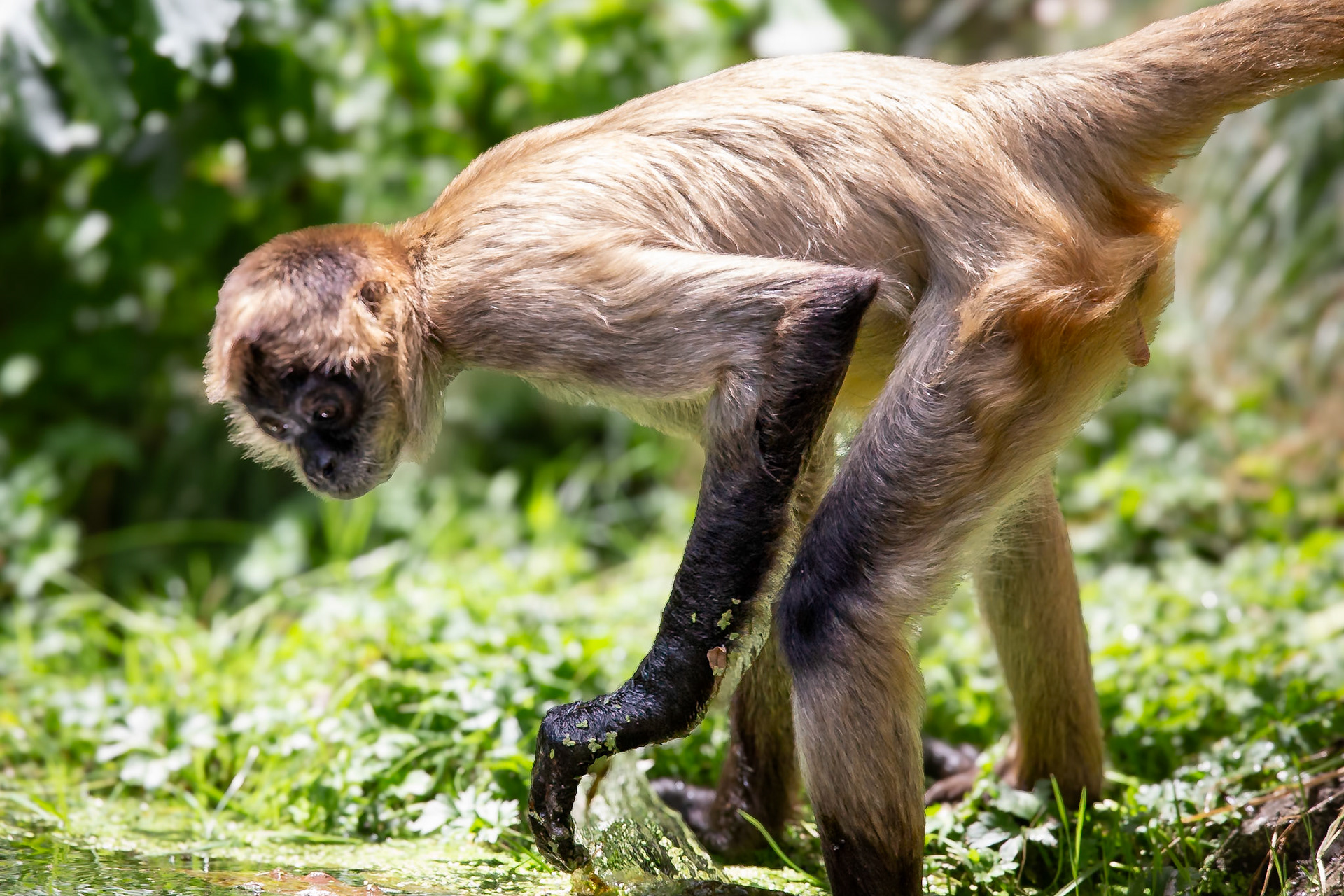 Spider monkey