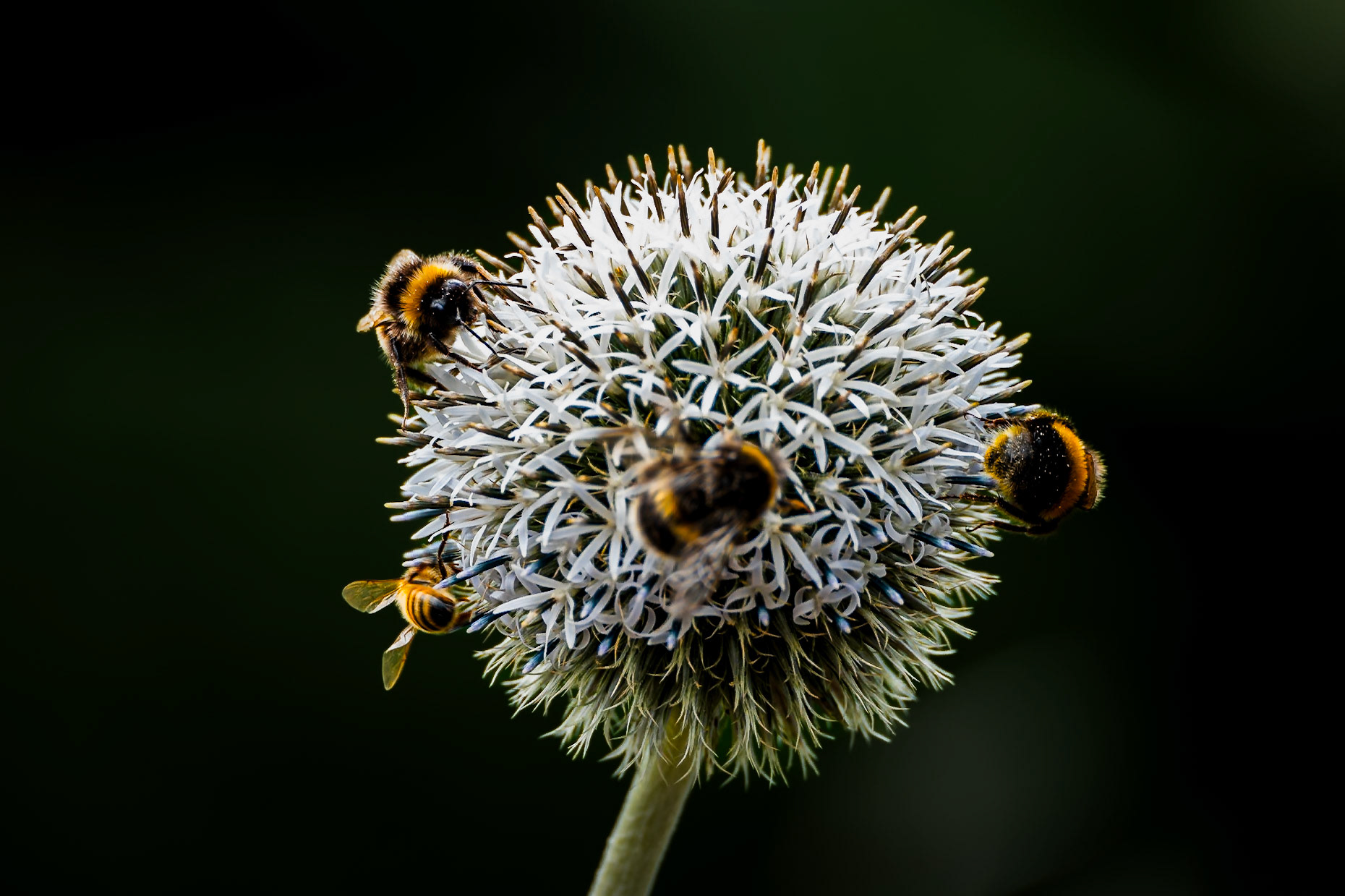 Globe thistle