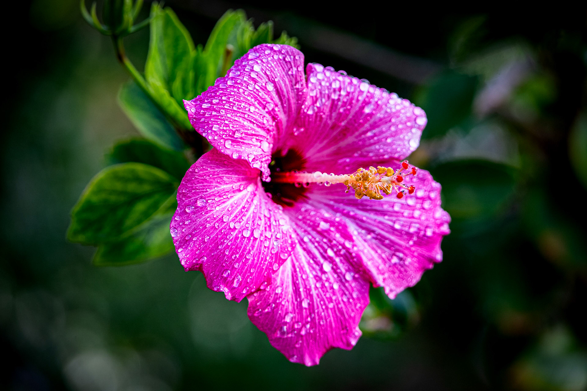 Hibiscus