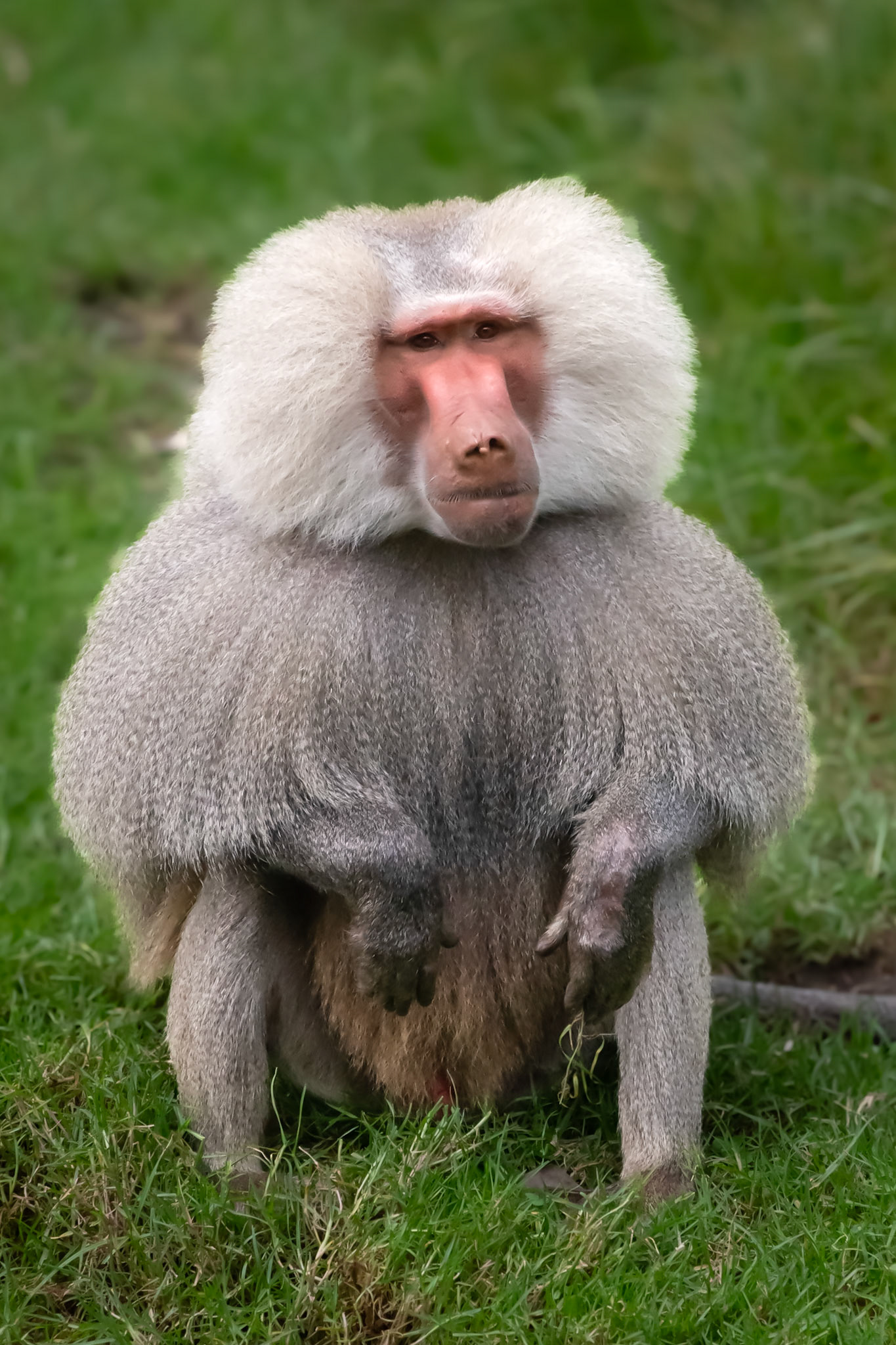 Baboon