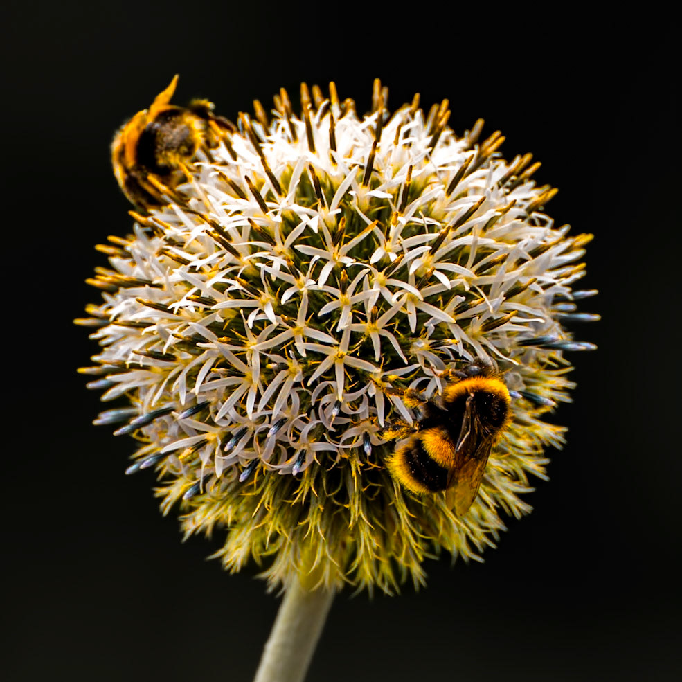 Globe thistle