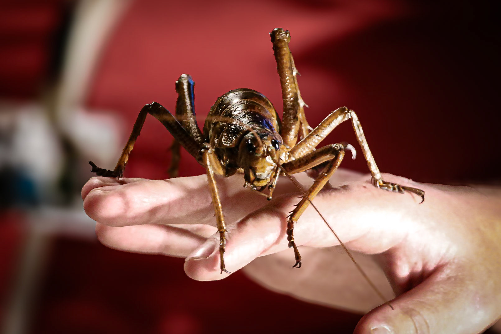 Weta