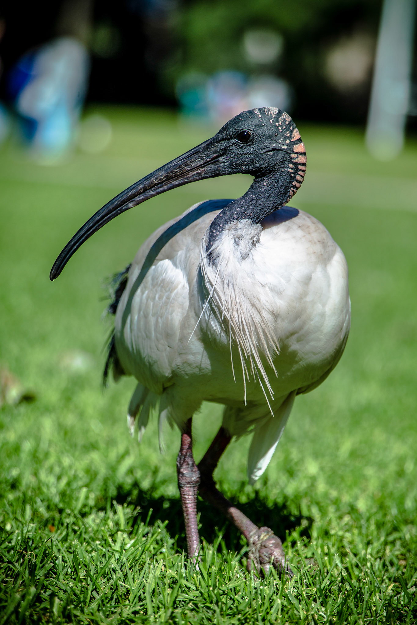 Australian white ibis