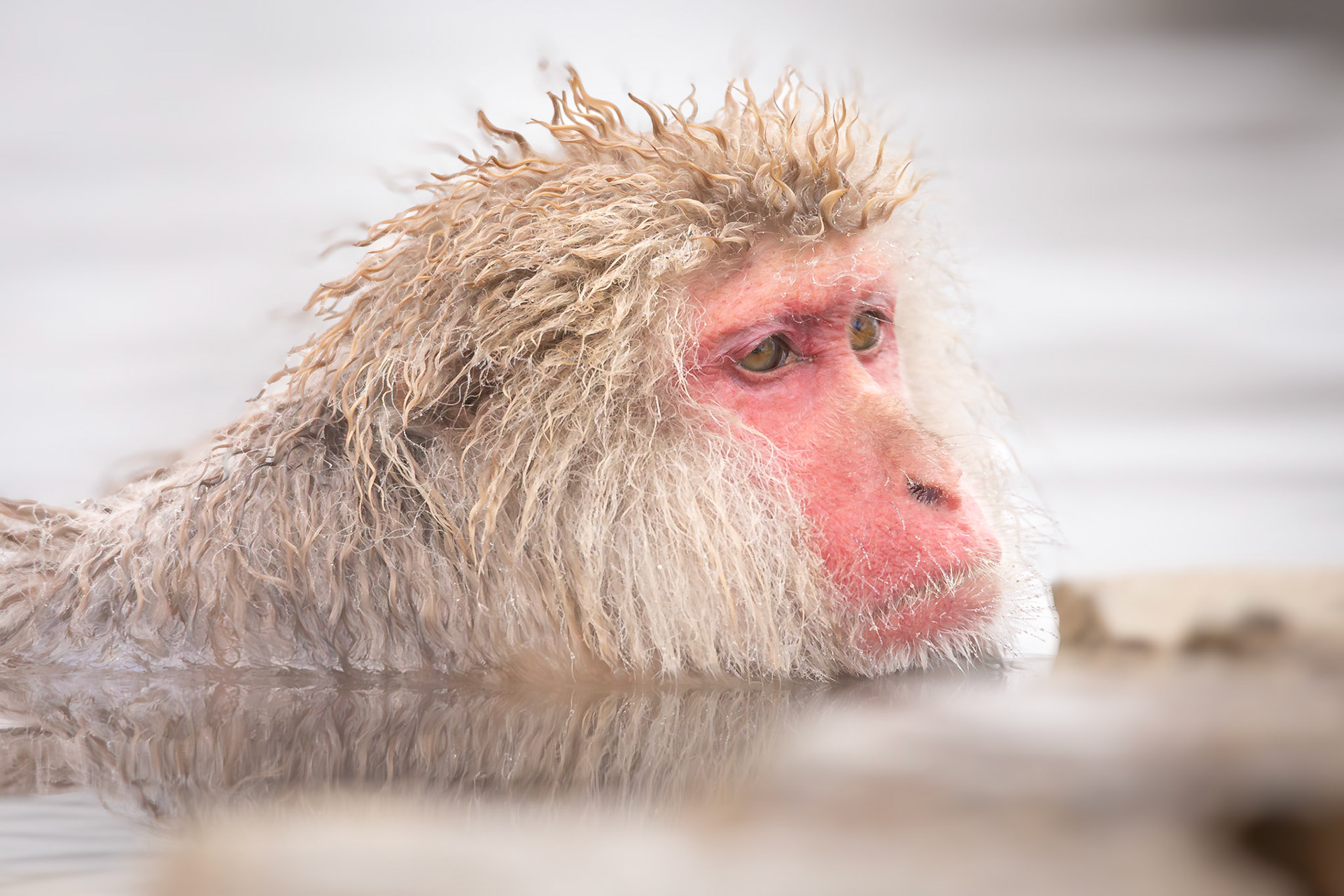 Japanese macaque