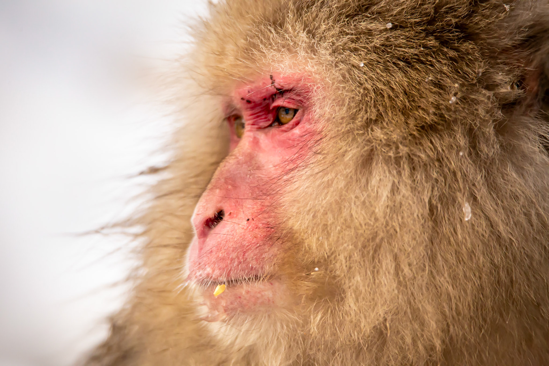 Japanese macaque