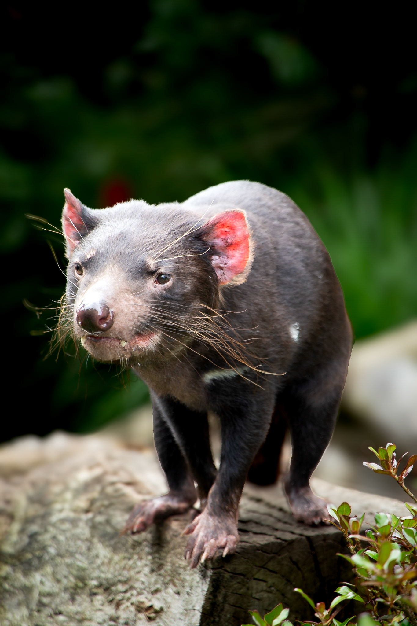Tasmanian devil