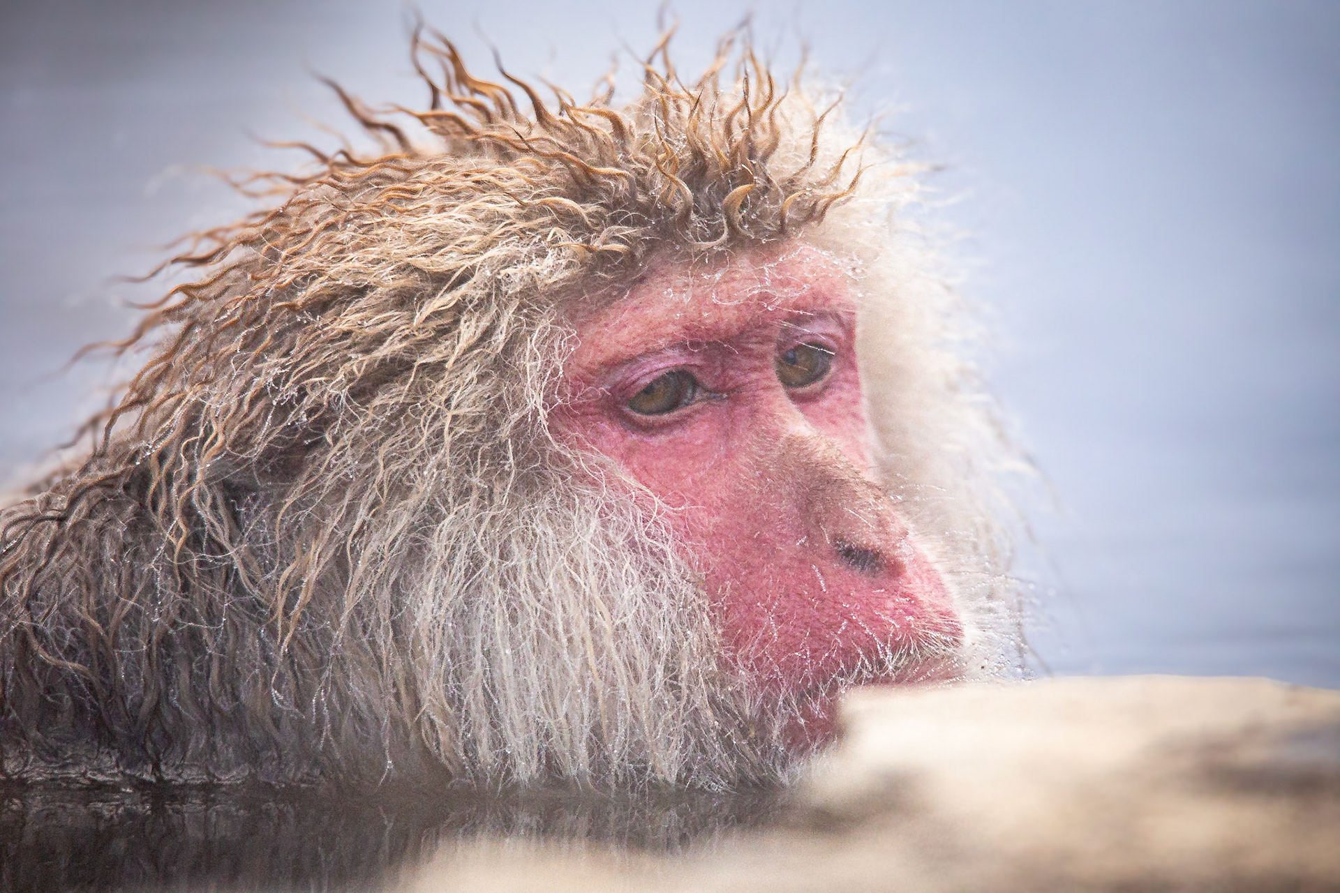 Japanese macaque