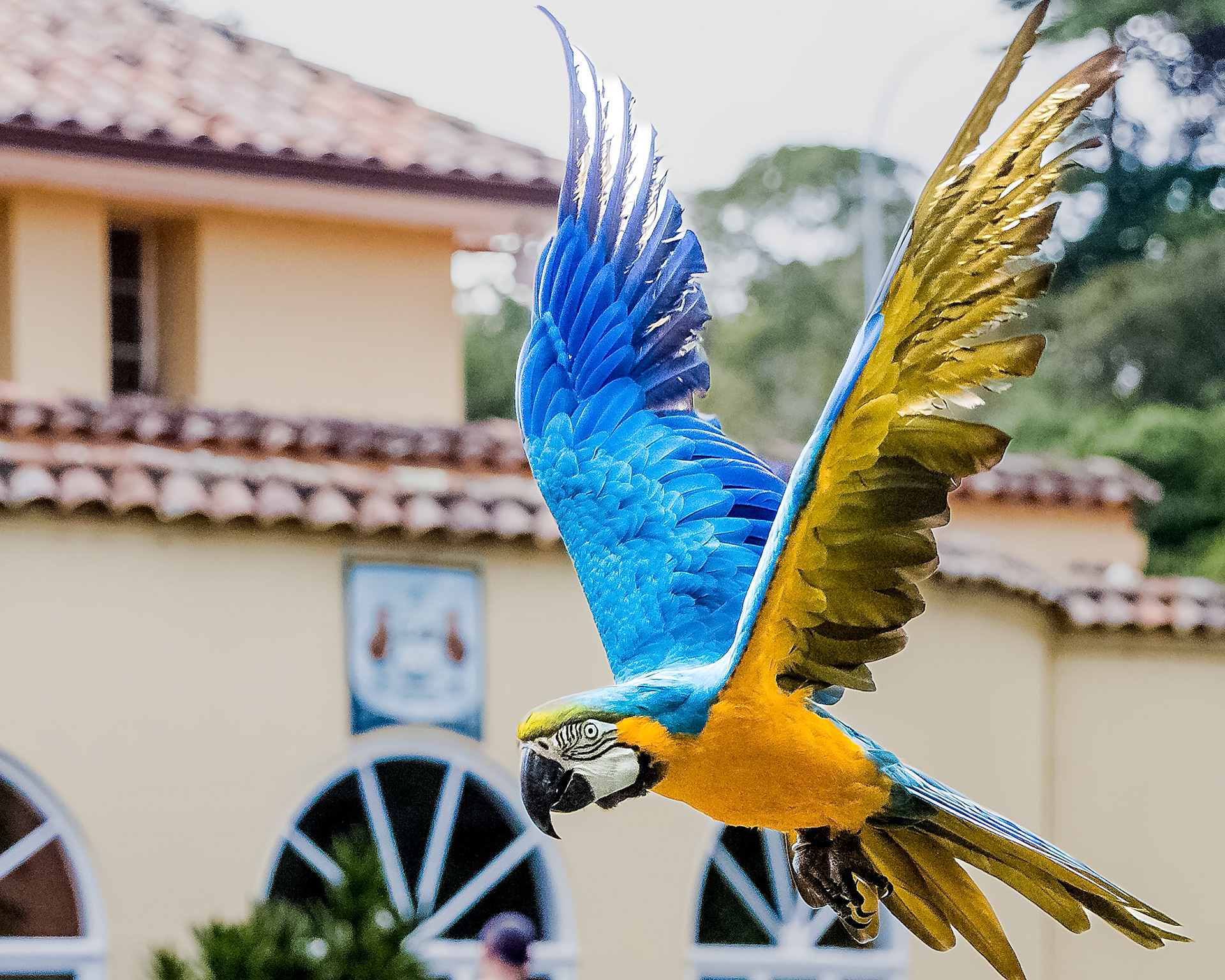 Macaw