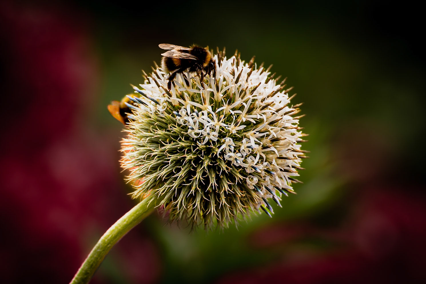 Globe thistle