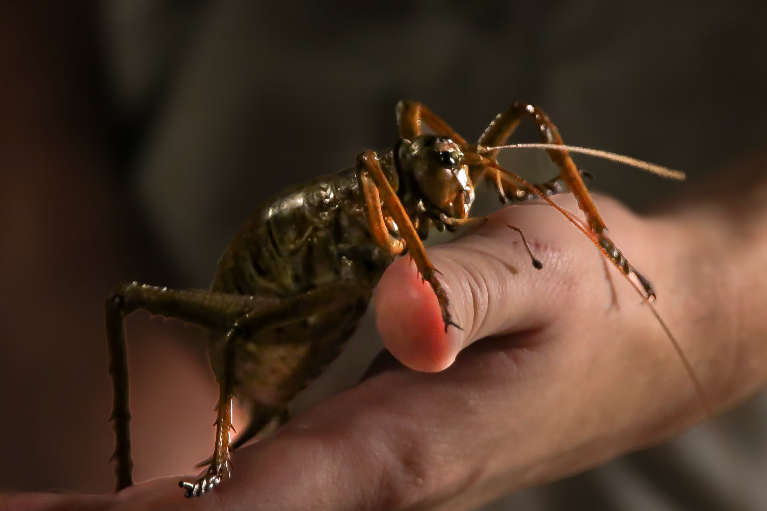 Weta