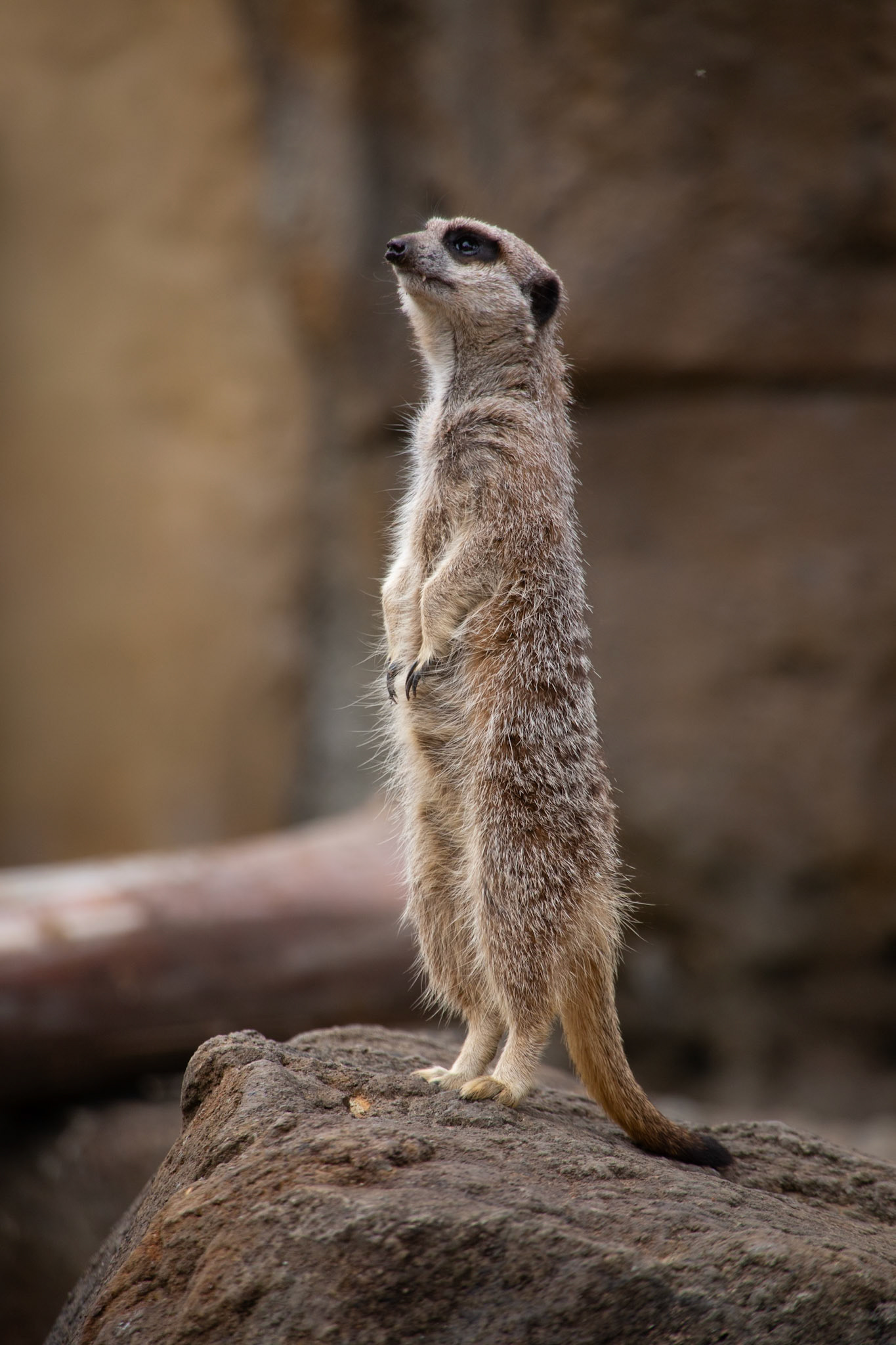Meerkat