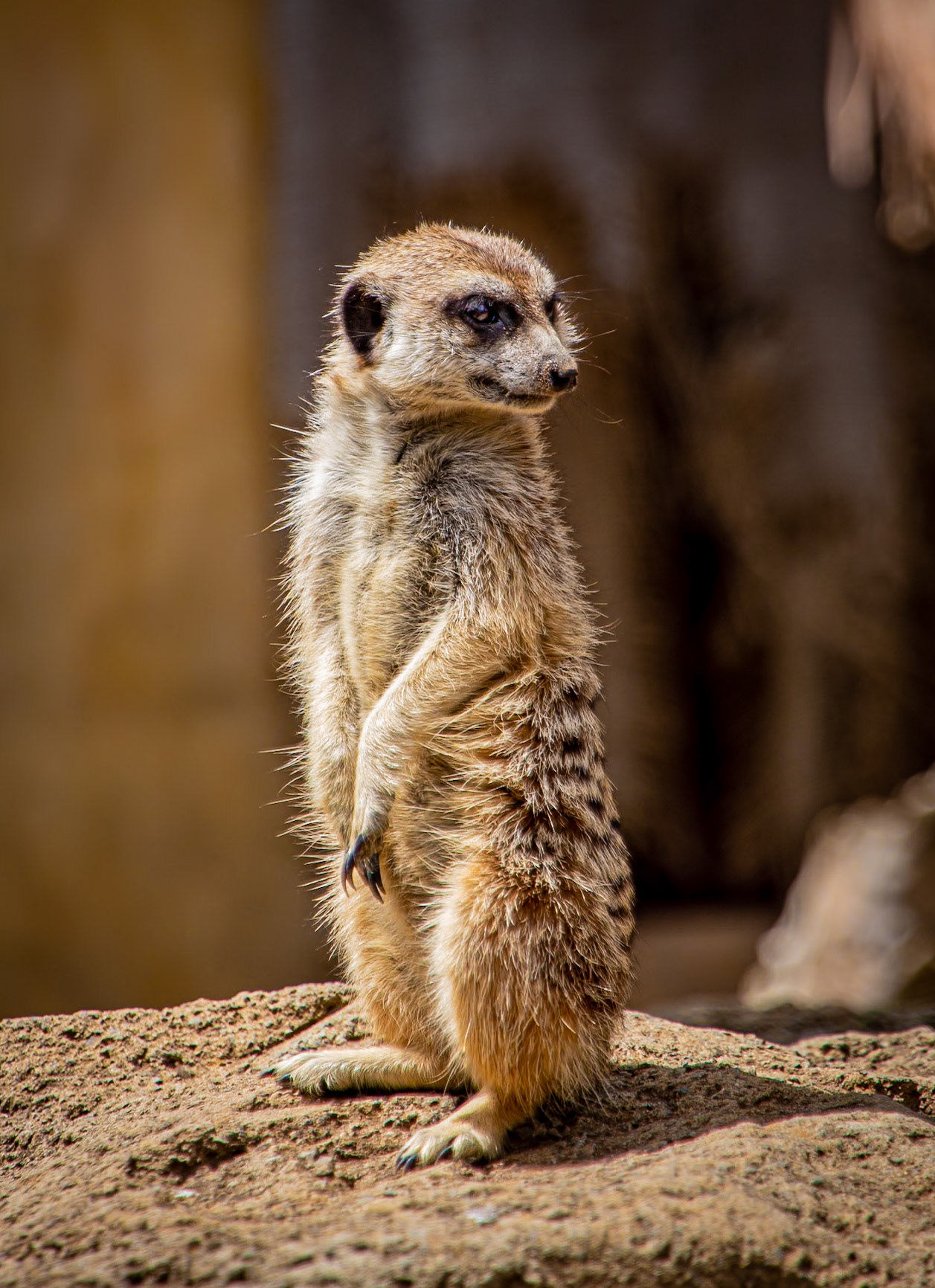 Meerkat