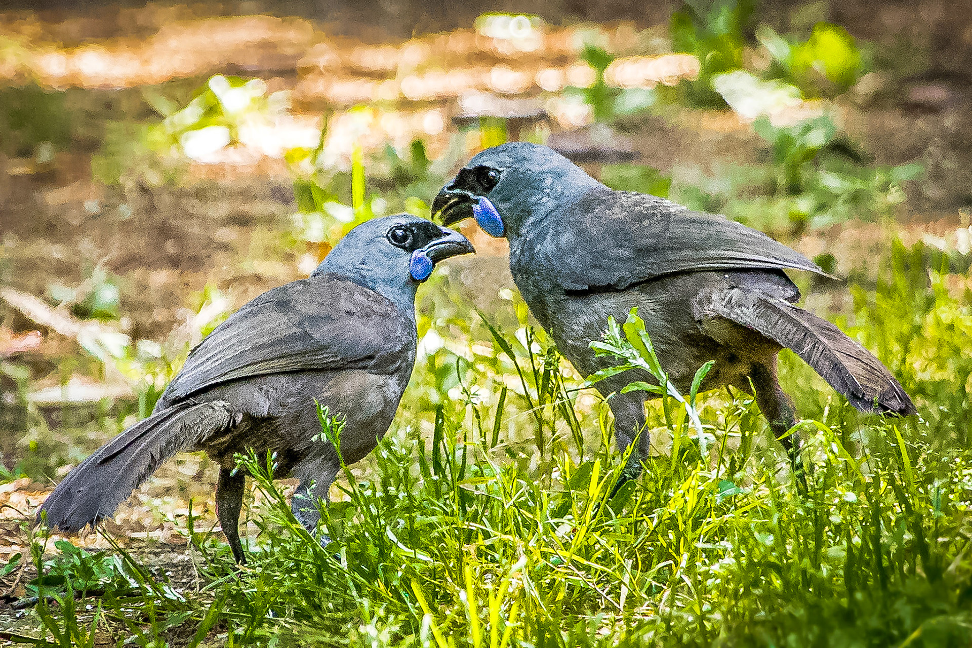 Kokako, Titiri Matangi, NZ