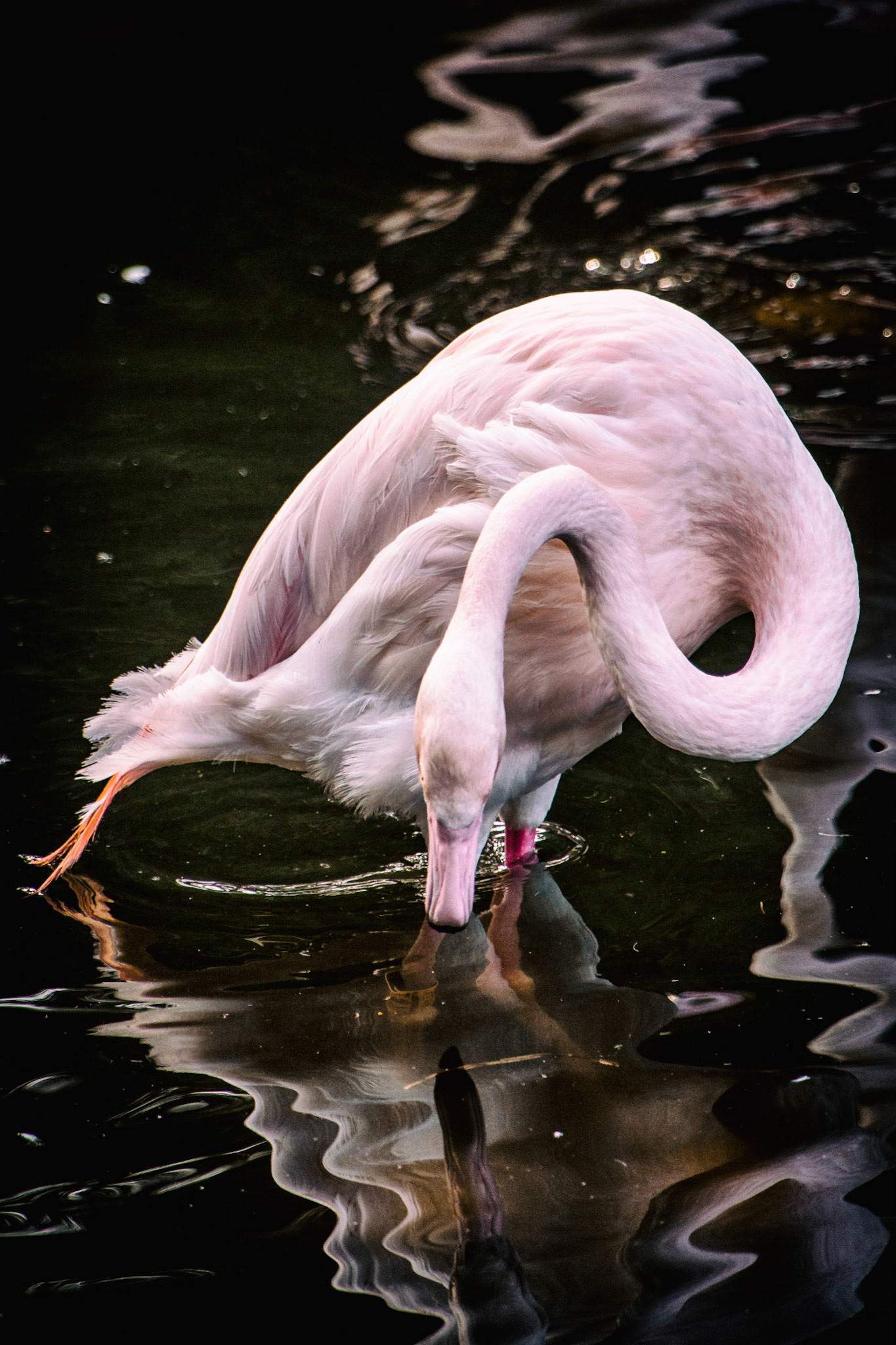 Flamingo
