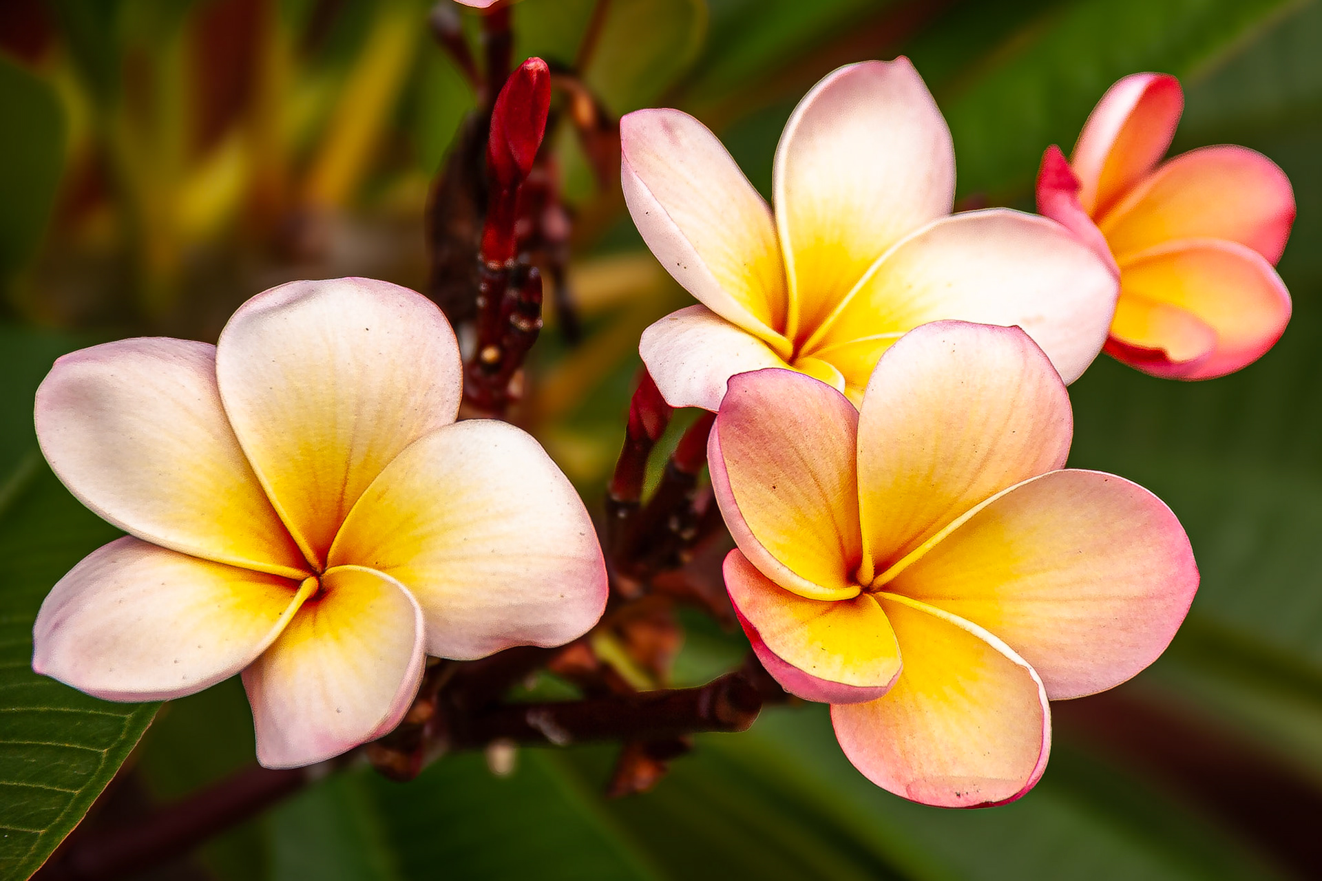 Frangipani