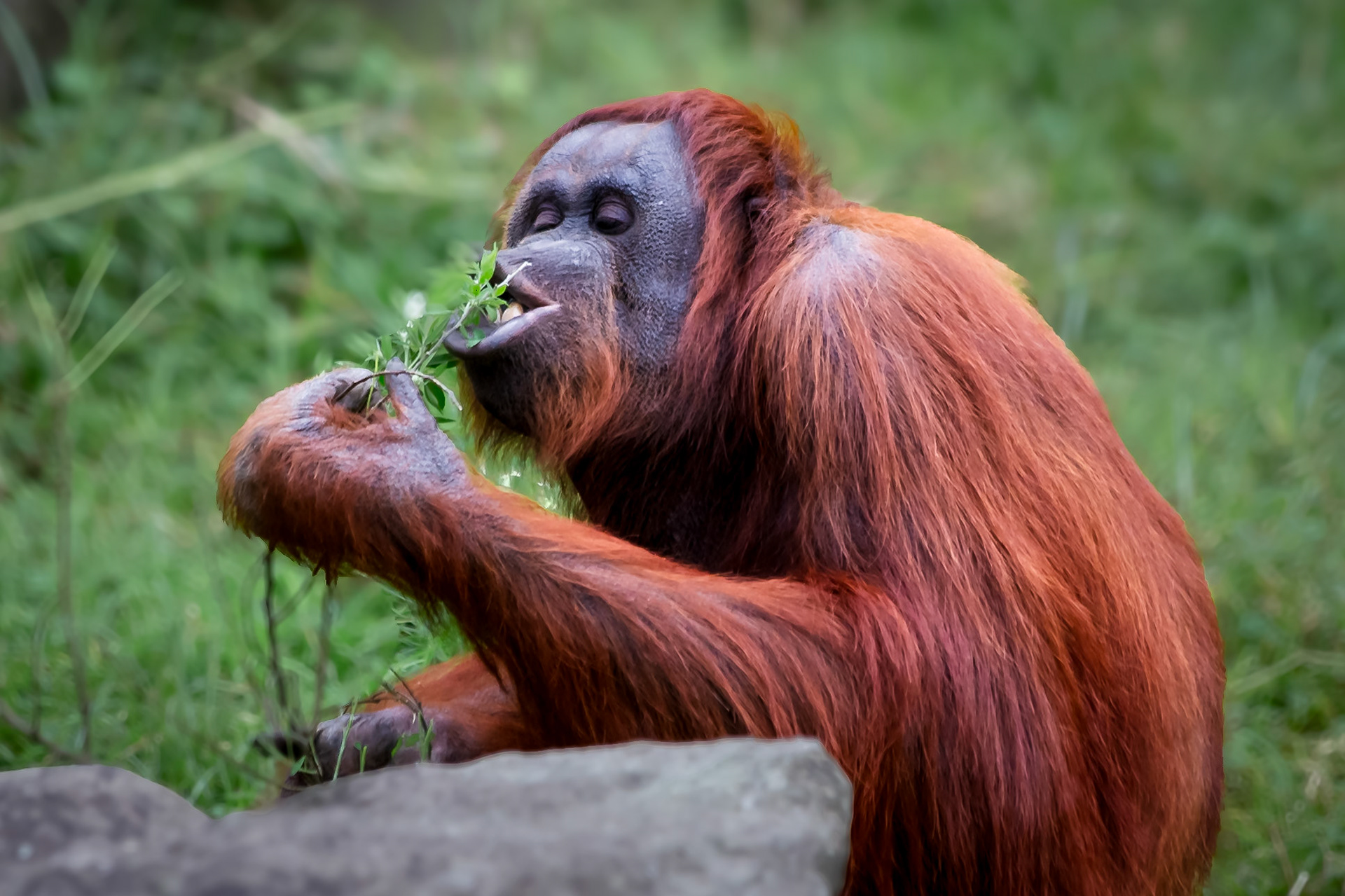 Orangutan